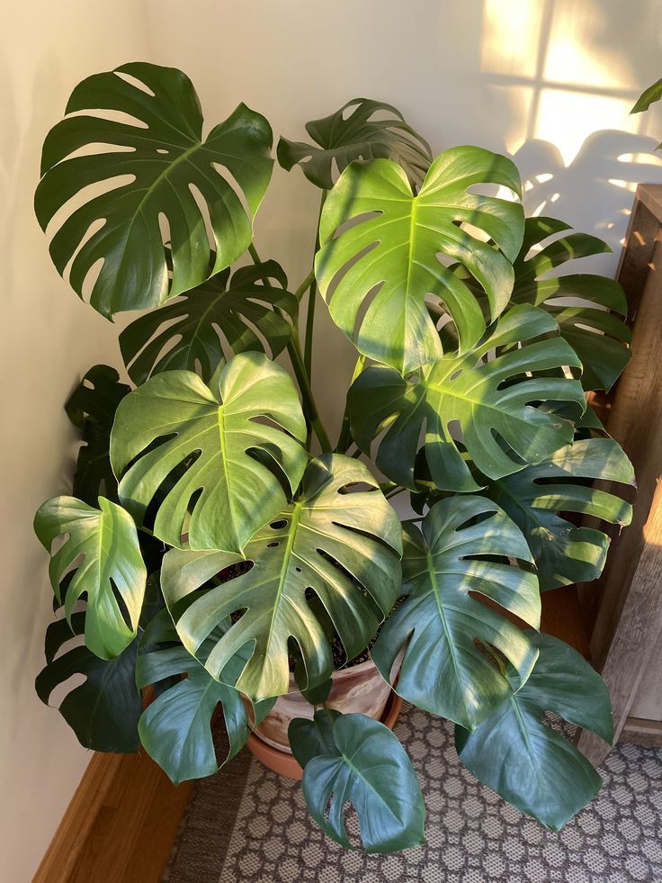 Monstera Deliciosa