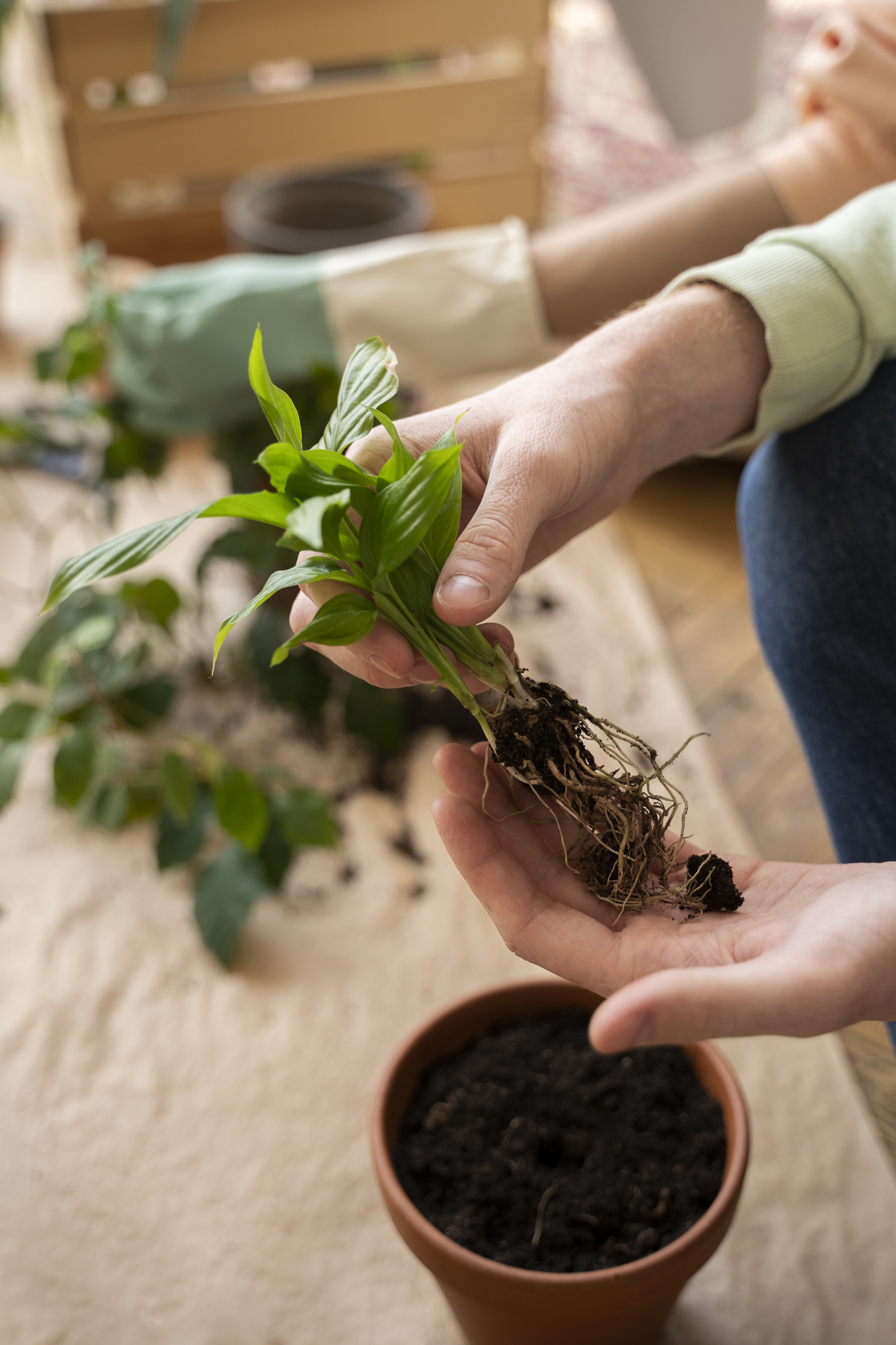 Cómo propagar tus plantas