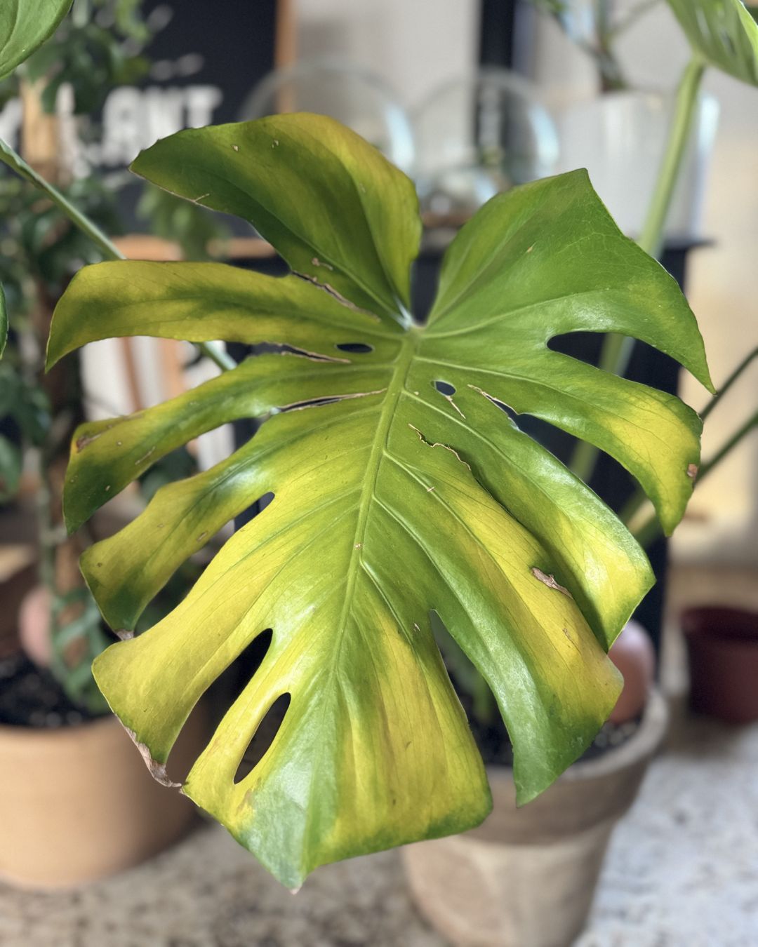 Hojas amarillas de monstera